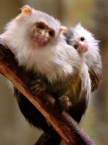 Khỉ đực marmoset (còn gọi là khỉ lùn) tại Nam Phi bế, chải lông và cho con ăn ngay từ khi chúng lọt lòng mẹ.